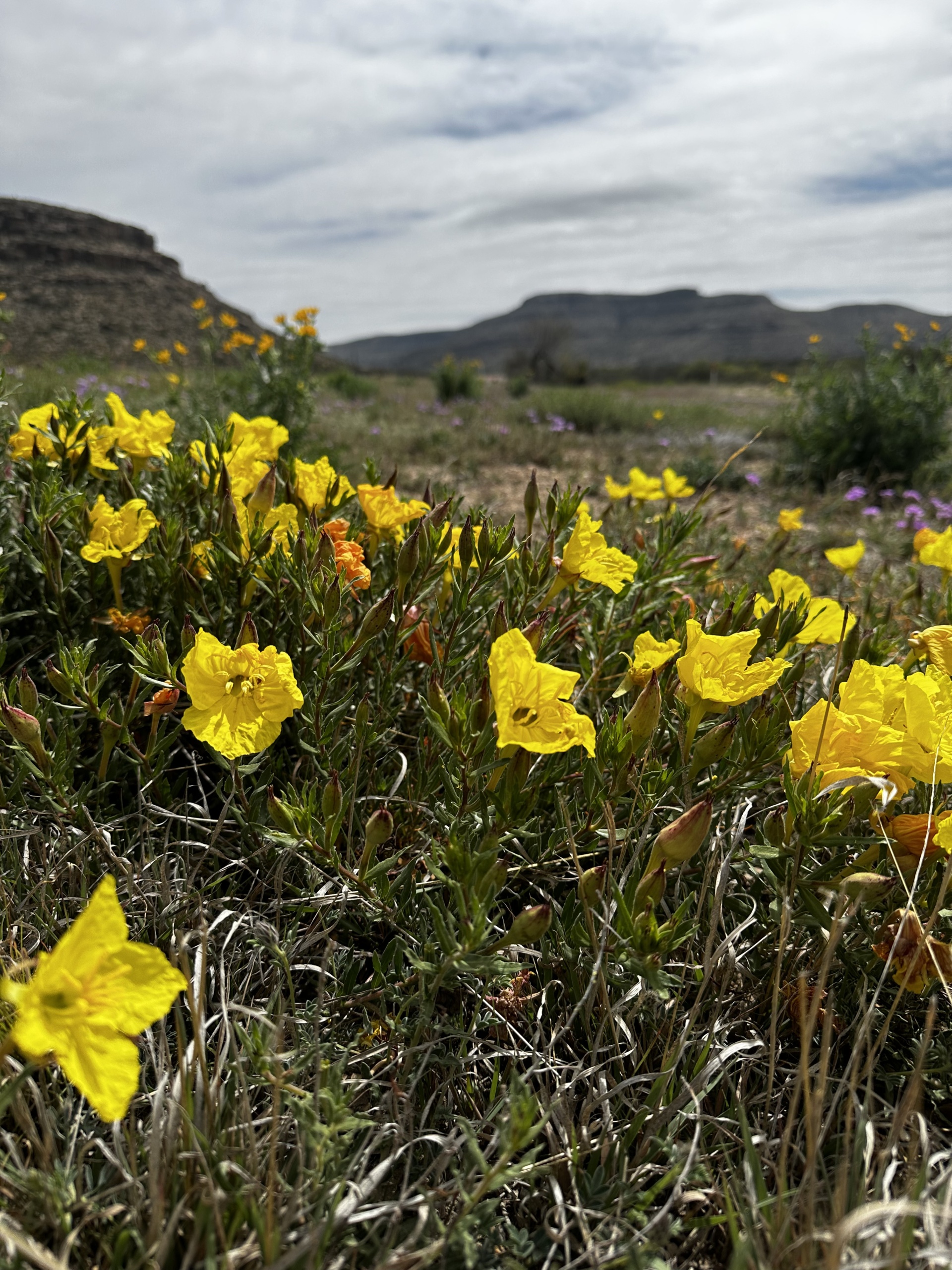 Wildflowers