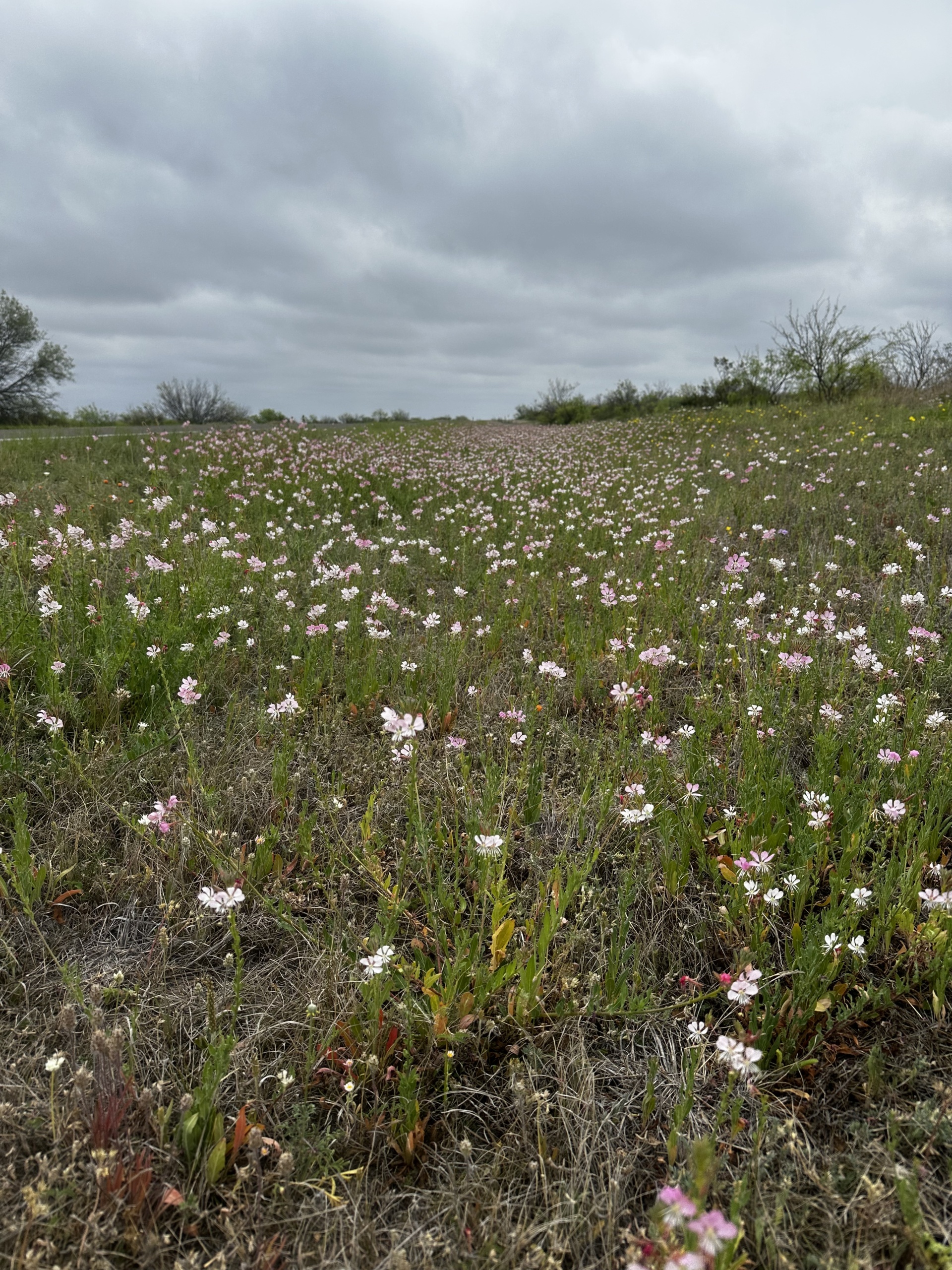 Wildflowers