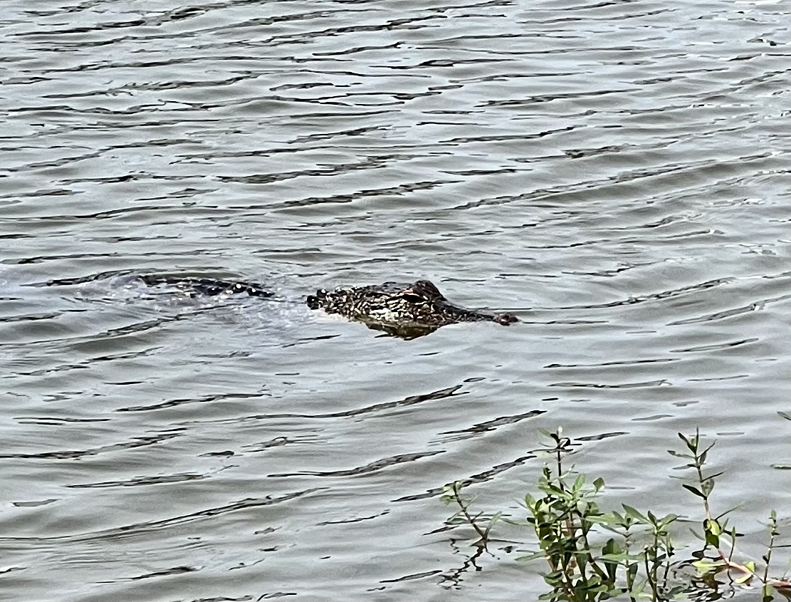 Gator