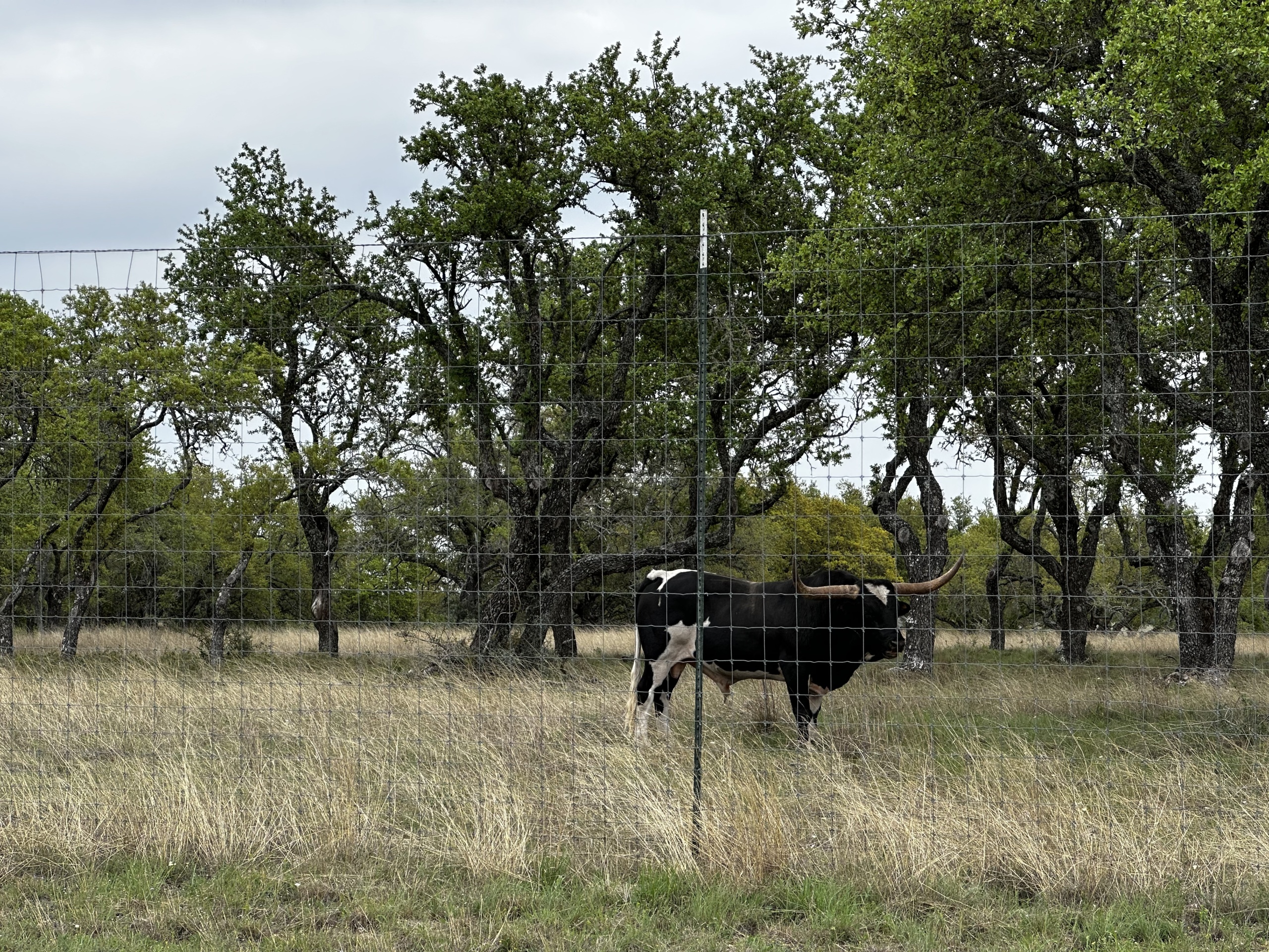 Texas Longhorn