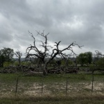 Dying Oak Tree