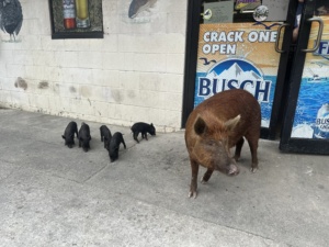 Pig and Babies