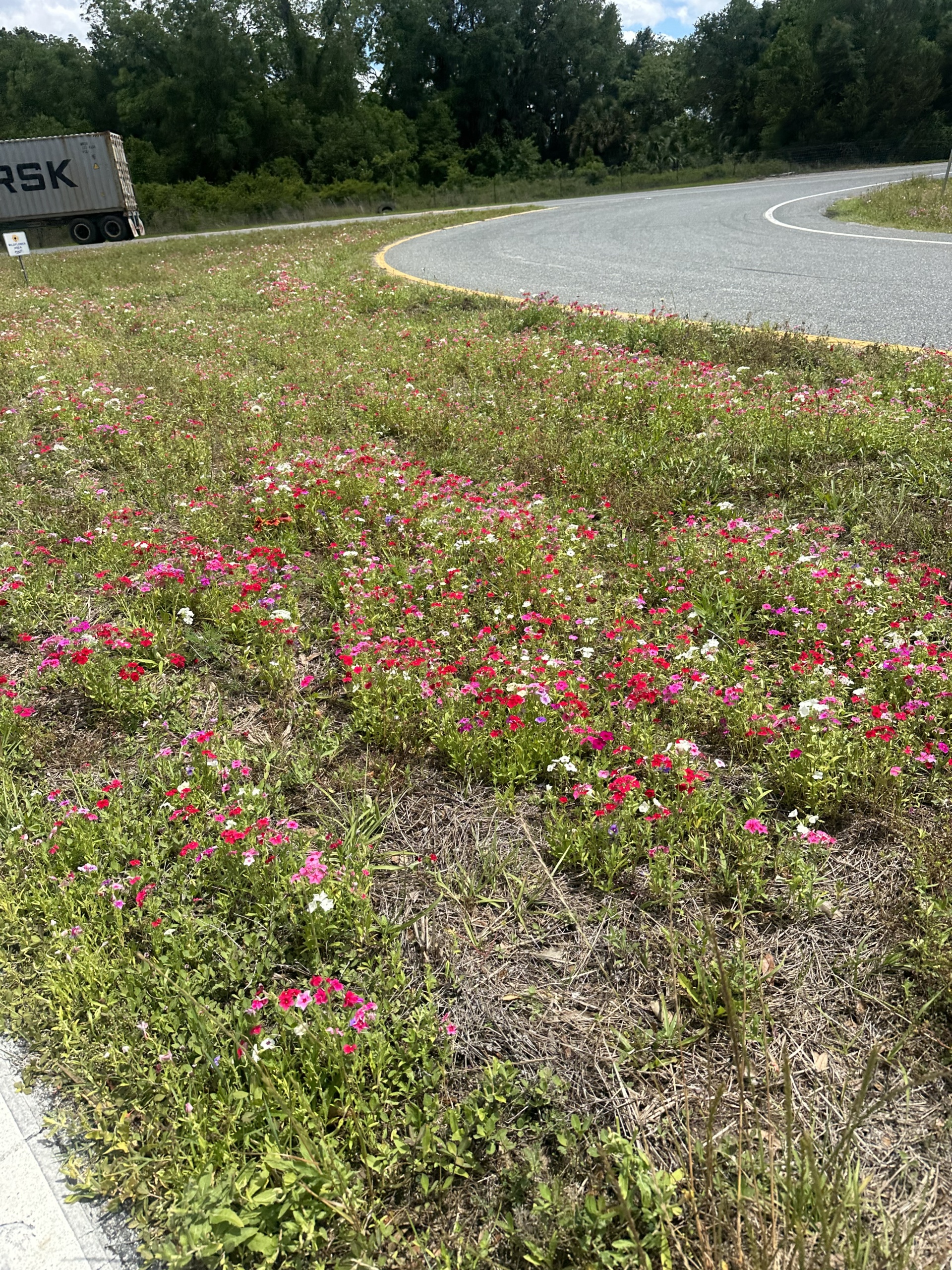 Wildflowers